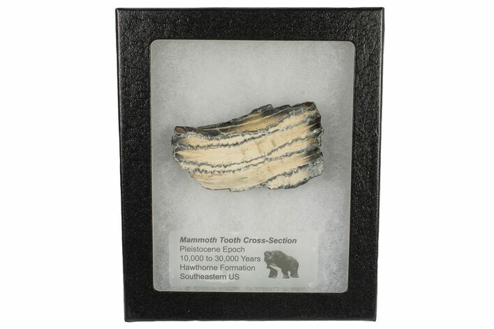 Mammoth Molar Slice with Case - South Carolina #193874